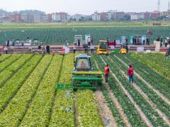 福建省农业农村厅副厅长陈